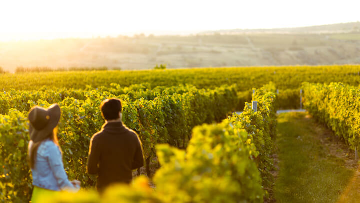 Farmer Singles holding hands at sunset in a winery filed